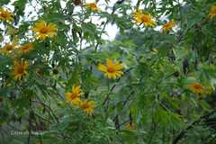 Tithonia diversifolia
